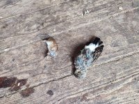 IMG_20250702_093045.jpg