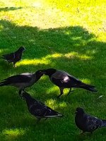 IMG_20250703_131600_482.jpg