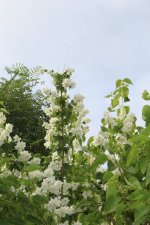 IMG_0532.jpg