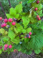 IMG_6897.jpeg