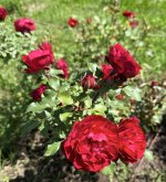 IMG_6729.jpeg