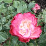 IMG_6727.jpeg