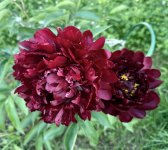 IMG_6714.jpeg