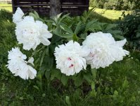 IMG_6712.jpeg