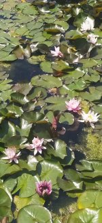 IMG_20250709_122927.jpg