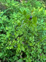 IMG_1867.jpeg