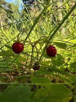 IMG_1866.jpeg