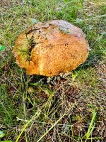 IMG_1732.jpeg