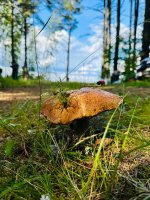 IMG_1731.jpeg