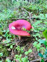 IMG_1717.jpeg