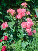 IMG20250718115927.jpg
