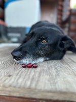 IMG_2054.jpeg