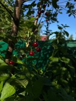 IMG_2049.jpeg