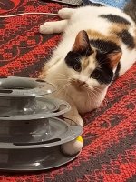IMG_20250708_191706_086.jpg