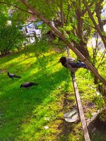 IMG_20250714_183245_329.jpg