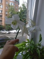 IMG_20250724_124517_1.jpg