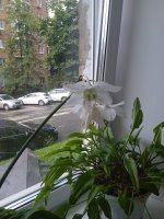 IMG_20250724_124528_1.jpg
