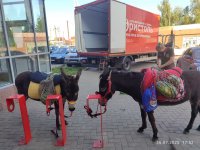 IMG_2186.jpeg