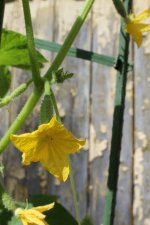 IMG_0557.jpg