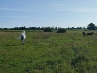 IMG_20250729_082406.jpg