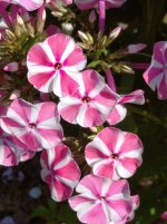 IMG_20250730_100724_1.jpg