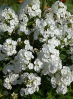 IMG_20250730_100751.jpg