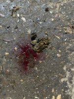 IMG_2313.jpeg