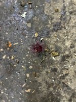 IMG_2314.jpeg
