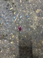 IMG_2315.jpeg