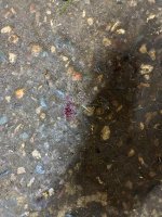 IMG_2316.jpeg IMG_2316.jpeg
