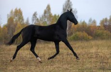 IMG_3013.jpeg
