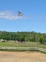 IMG_6073.jpeg