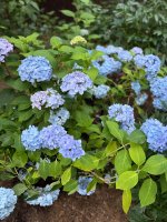 IMG_7953.jpeg