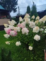 IMG_20250819_062636.jpg