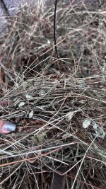 IMG_3927.jpeg