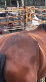 IMG_3923.jpeg