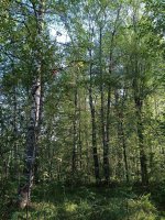 пейзаж_4.jpg