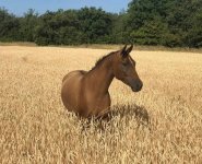 IMG_0045.jpeg