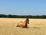 IMG_0044.jpeg