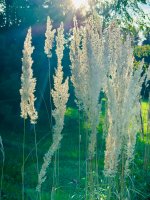 IMG_3126.jpeg