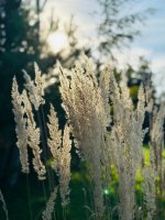 IMG_3125.jpeg
