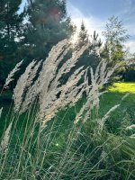 IMG_3119.jpeg