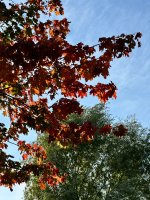 IMG_3114.jpeg