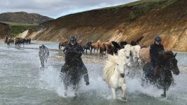 homepage-landmannalaugar-horses.jpg
