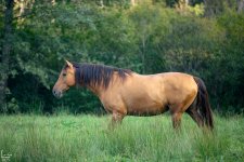 IMG_965711111-111Улучшено-Ум. шума.jpg