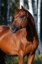 IMG_2796 копия_resized.jpg