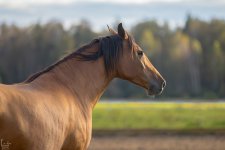 IMG_0362-Улучшено-Ум. шума.jpg