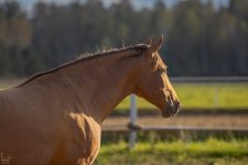 IMG_0125-Улучшено-Ум. шума.jpg