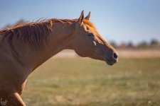 IMG_7429-Улучшено-Ум. шума.jpg