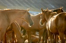 IMG_8912-Улучшено-Ум. шума.jpg